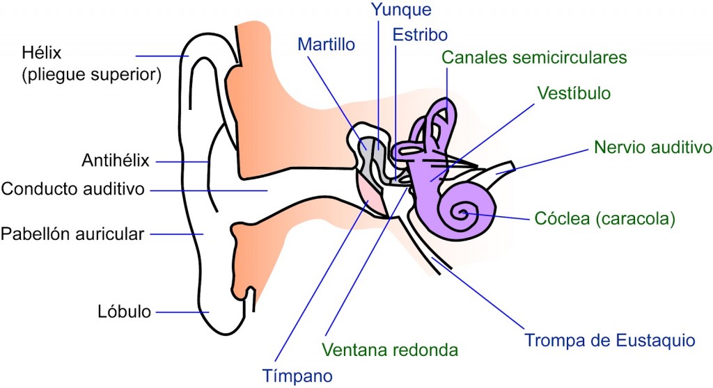 oído fisiología