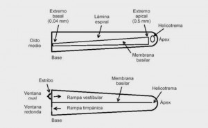 coclea-desenrollada
